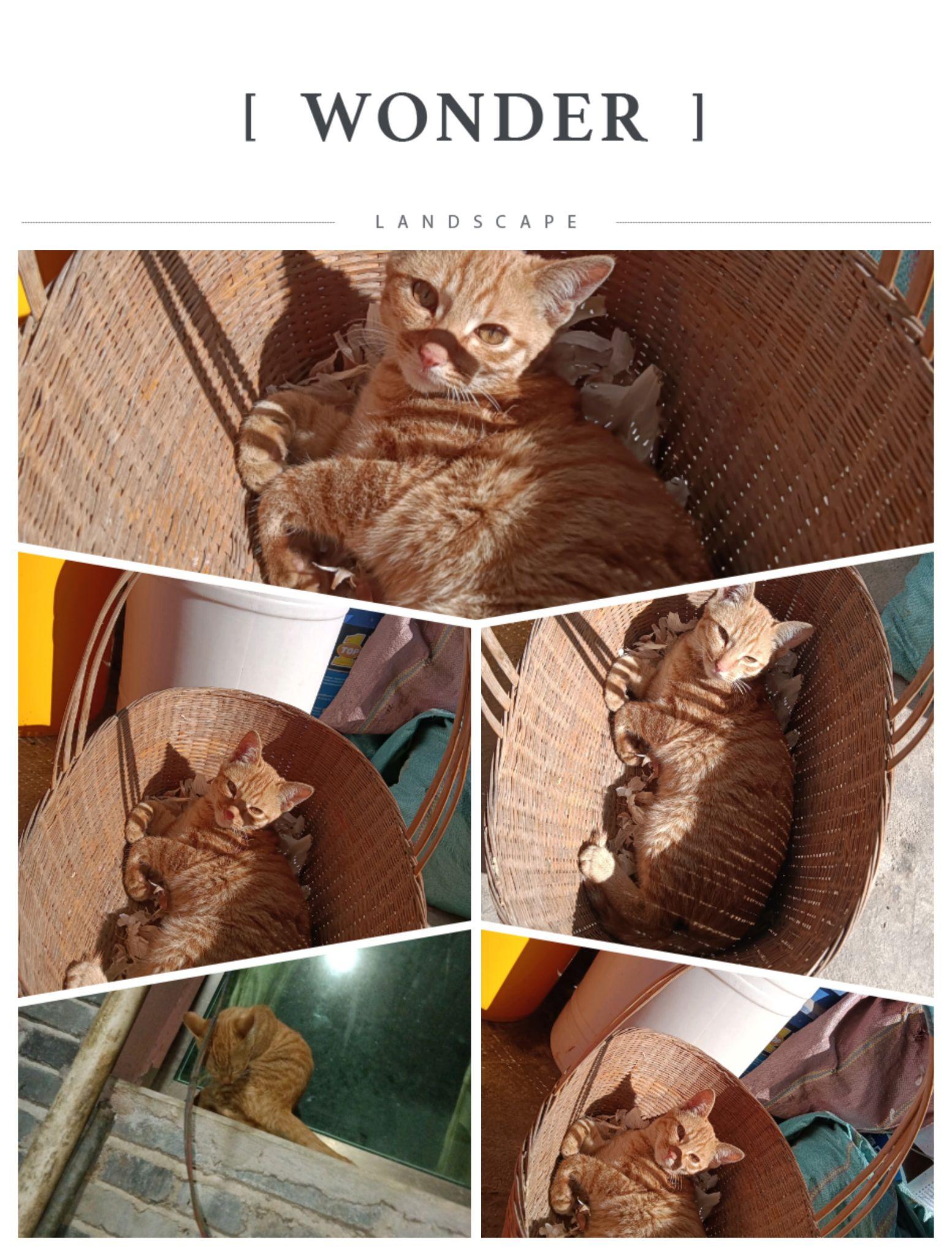 我可爱的小橘猫 - 知乎