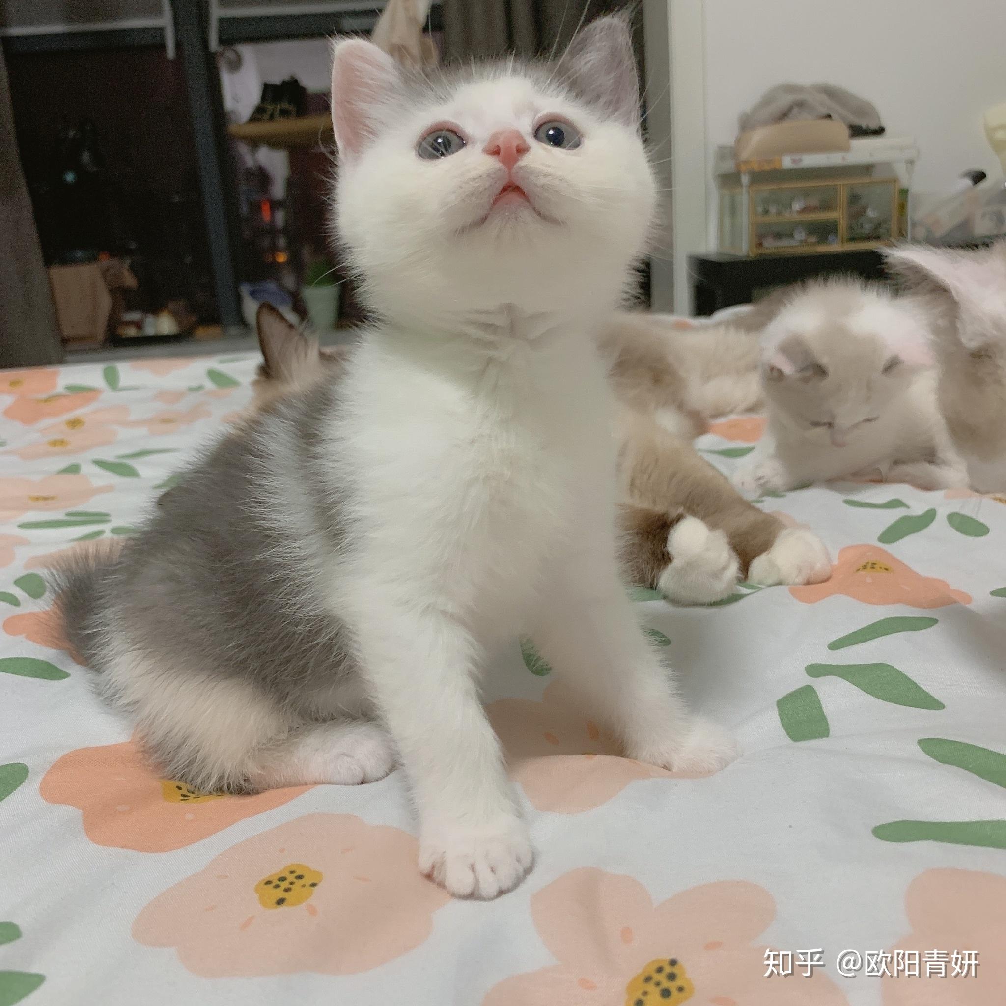 布偶妈和英短爸生出的串种怎么样