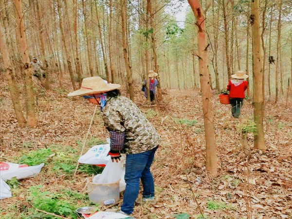 广西桉树,还有未来吗? - 知乎