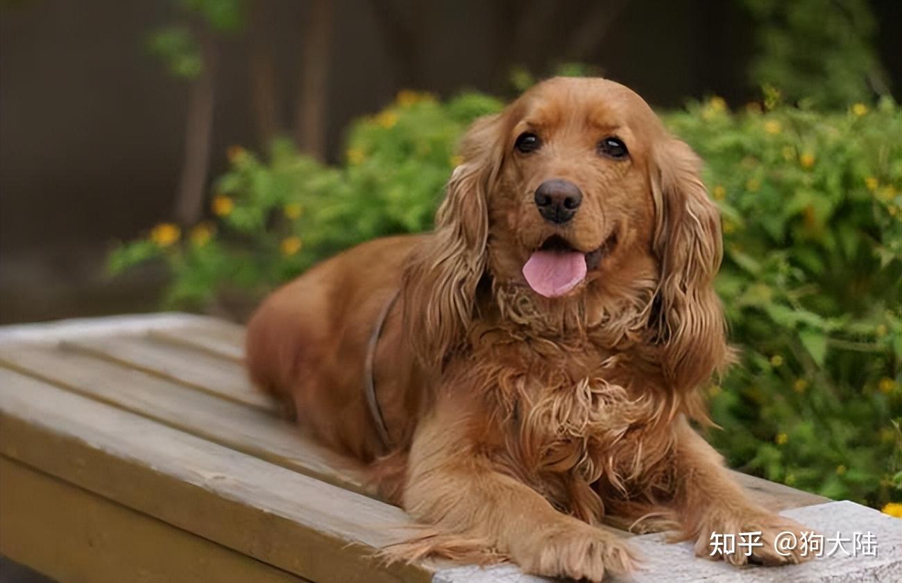 为什么这么多人养“可卡犬”？网友：养了就不想换狗了 - 知乎