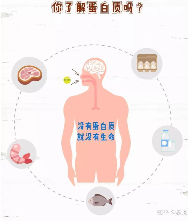 一张图让你轻松了解蛋白质究竟有多重要
