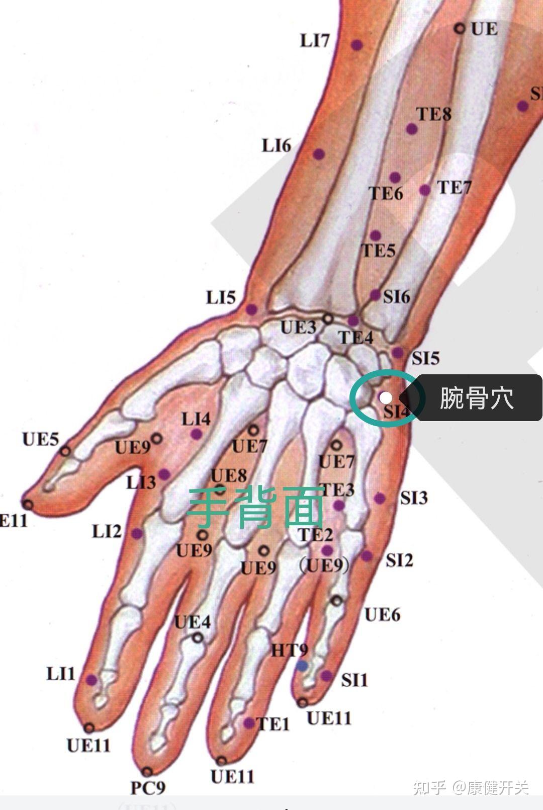 在后溪的下面,如图,也是找痛点按揉,在这个区域你会找到手按着比较痛