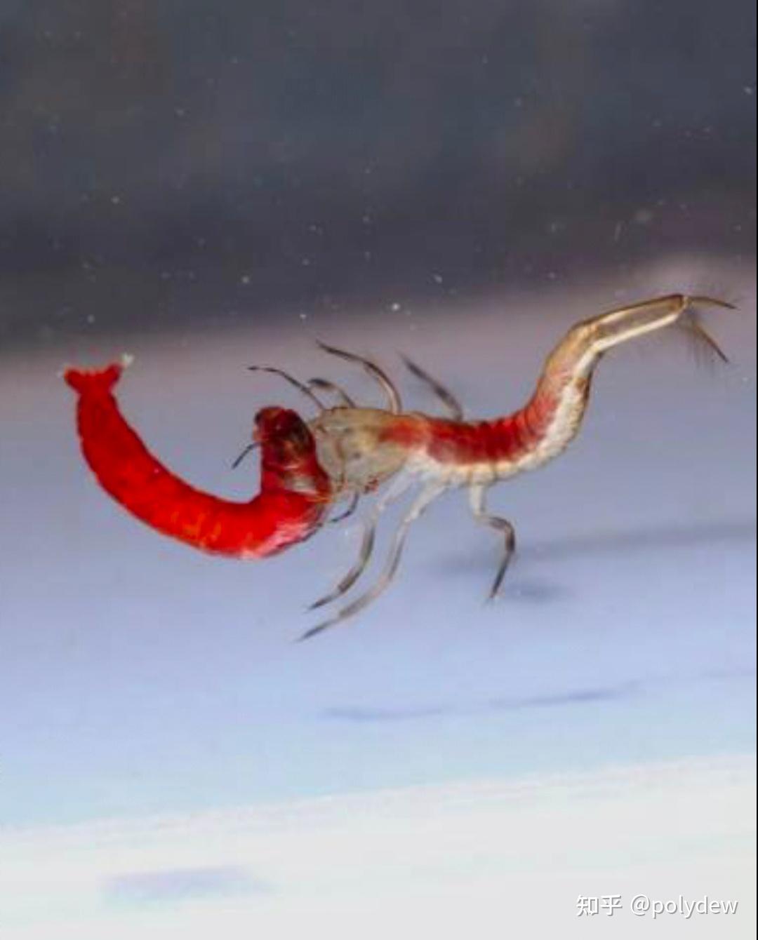 小区水洼里抓到类似小虾的昆虫幼虫,这是什么虫子的幼虫?