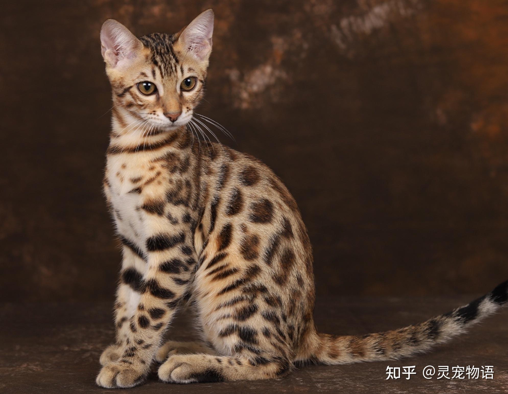 大家都在问孟加拉豹猫好不好养的问题