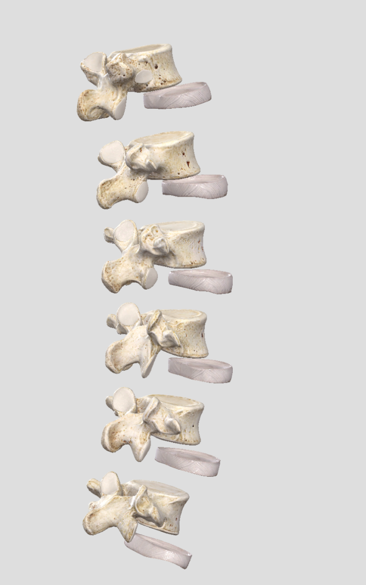 腰椎并不只是一堆骨头,是由轻微弯曲的小骨头-椎骨构成,每个椎骨中间