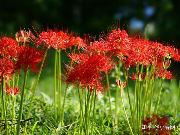 错过等一年 这个周末将迎来日本最大彼岸花花海 知乎