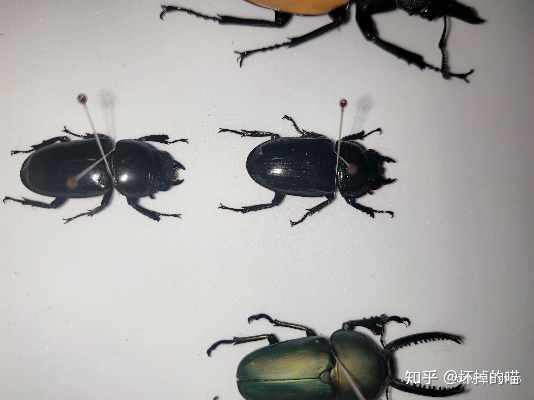 如何区分孔夫子锹甲的母虫? - 知乎