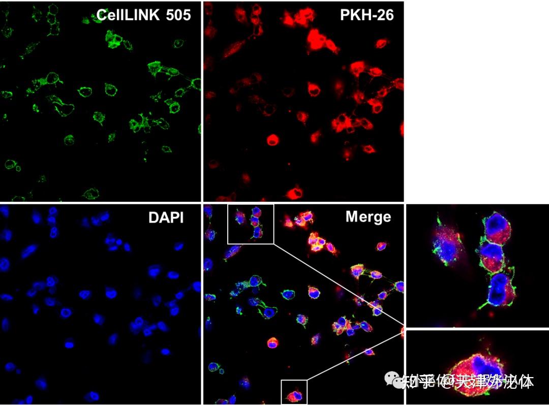 Operata Dapi CellLINK,不透膜的细胞轮廓标记染料 - 知乎