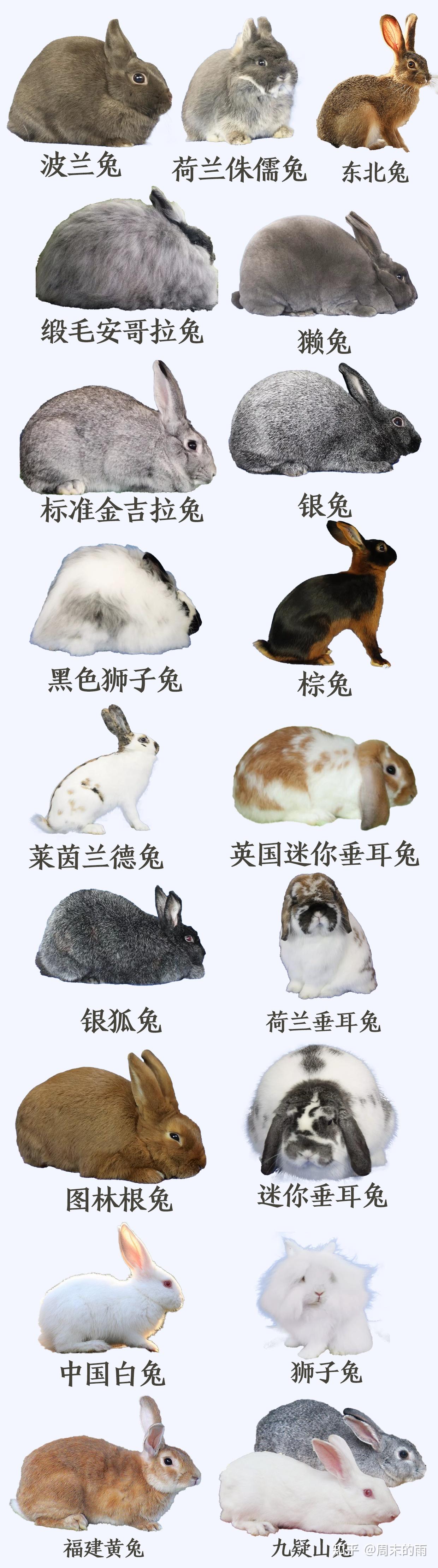 兔子品种大合集,养兔人必看 - 知乎