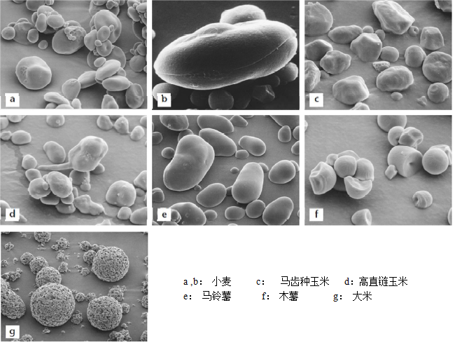 其中a型淀粉主要呈扁球形,圆形和椭圆形,其颗粒较b型淀粉而言较大且