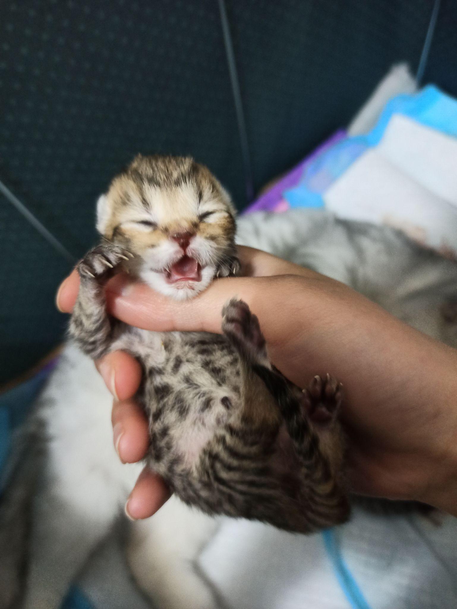 养一只虎斑小猫咪是什么体验? - 知乎