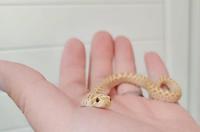 养蛇者说,这辈子一定要有一次养宠物蛇的经历