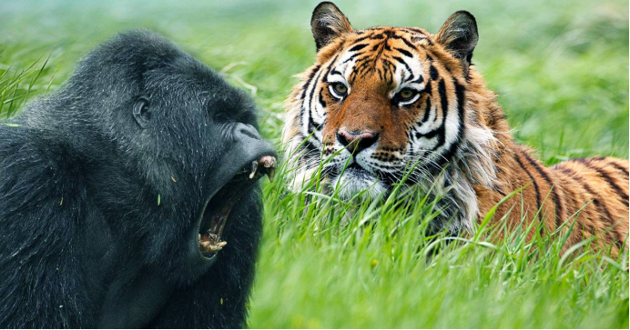 银背大猩猩vs老虎谁更胜一筹网友没有对比就没有伤害