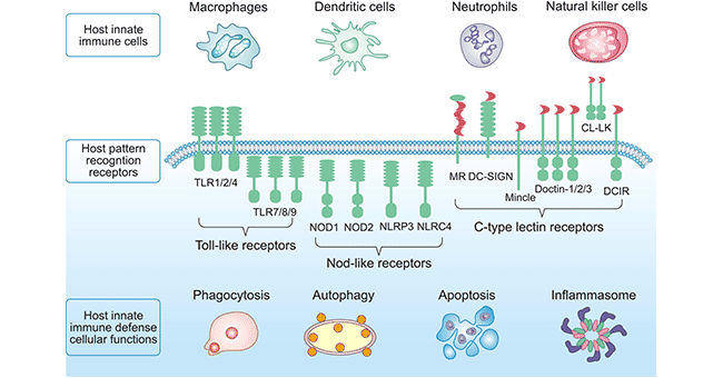 Pattern Recognition Receptors Examples