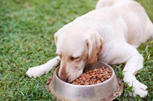 狗狗缺鈣吃什麼食物補充最快