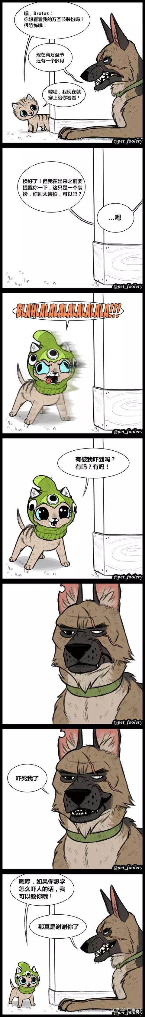 退伍军犬被收养后 在新家遇见了一只小猫 从此 知乎