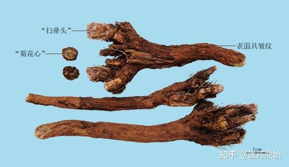 药典混用正品:禹州漏芦