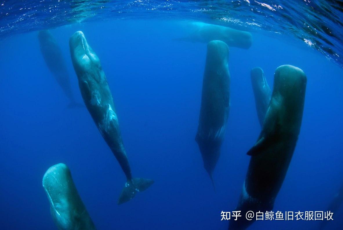 鲸鱼也会溺死？关于鲸鱼的一些小知识- 知乎