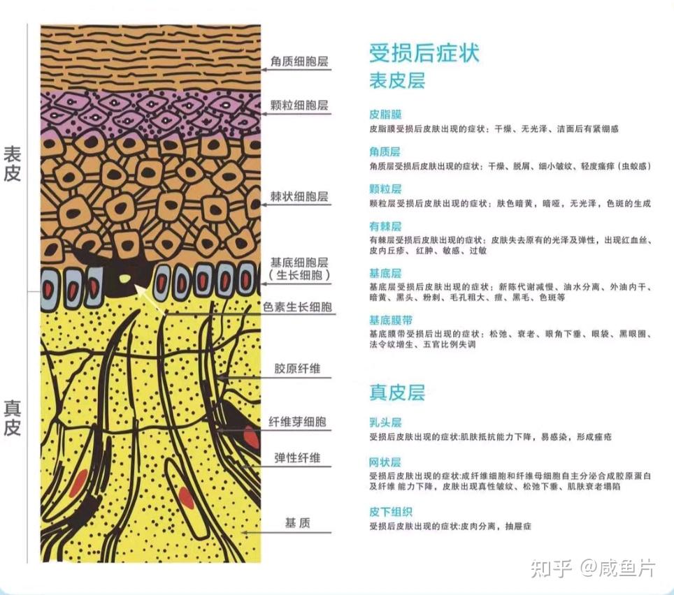 皮膚結構有哪三層