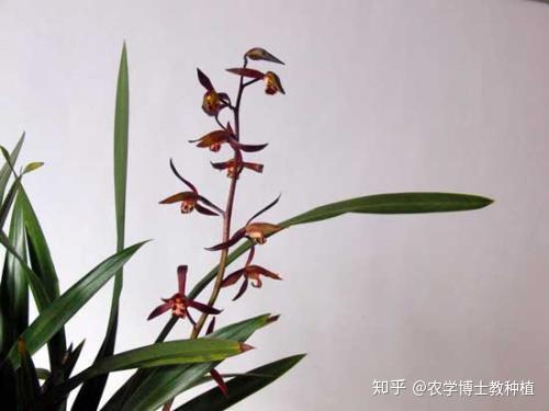 小白如何养墨兰?掌握花期调控技巧,保证年年开满花 - 知乎