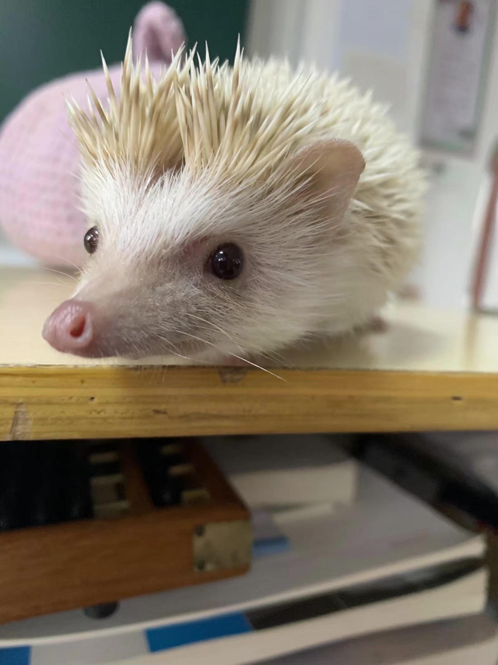 养一只刺猬是怎样的体验