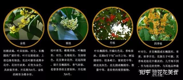 中国十大名花系列十里飘香桂花