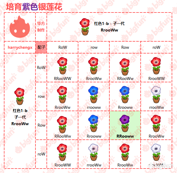 【银莲花花种】有白红橙色三种,可杂交出粉,紫,蓝三种异色.