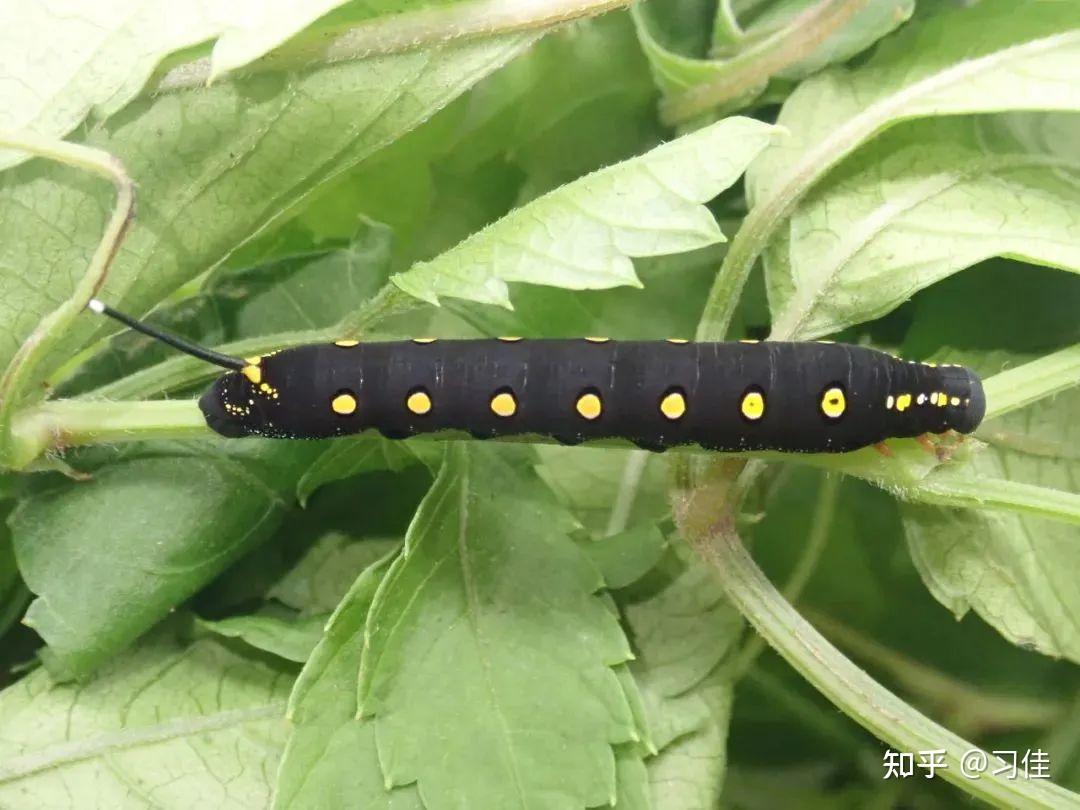 黑色大虫子是什么?芋双线天蛾