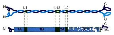 细胞生物学思维导图-细胞骨架(微管、中间丝) - 知乎