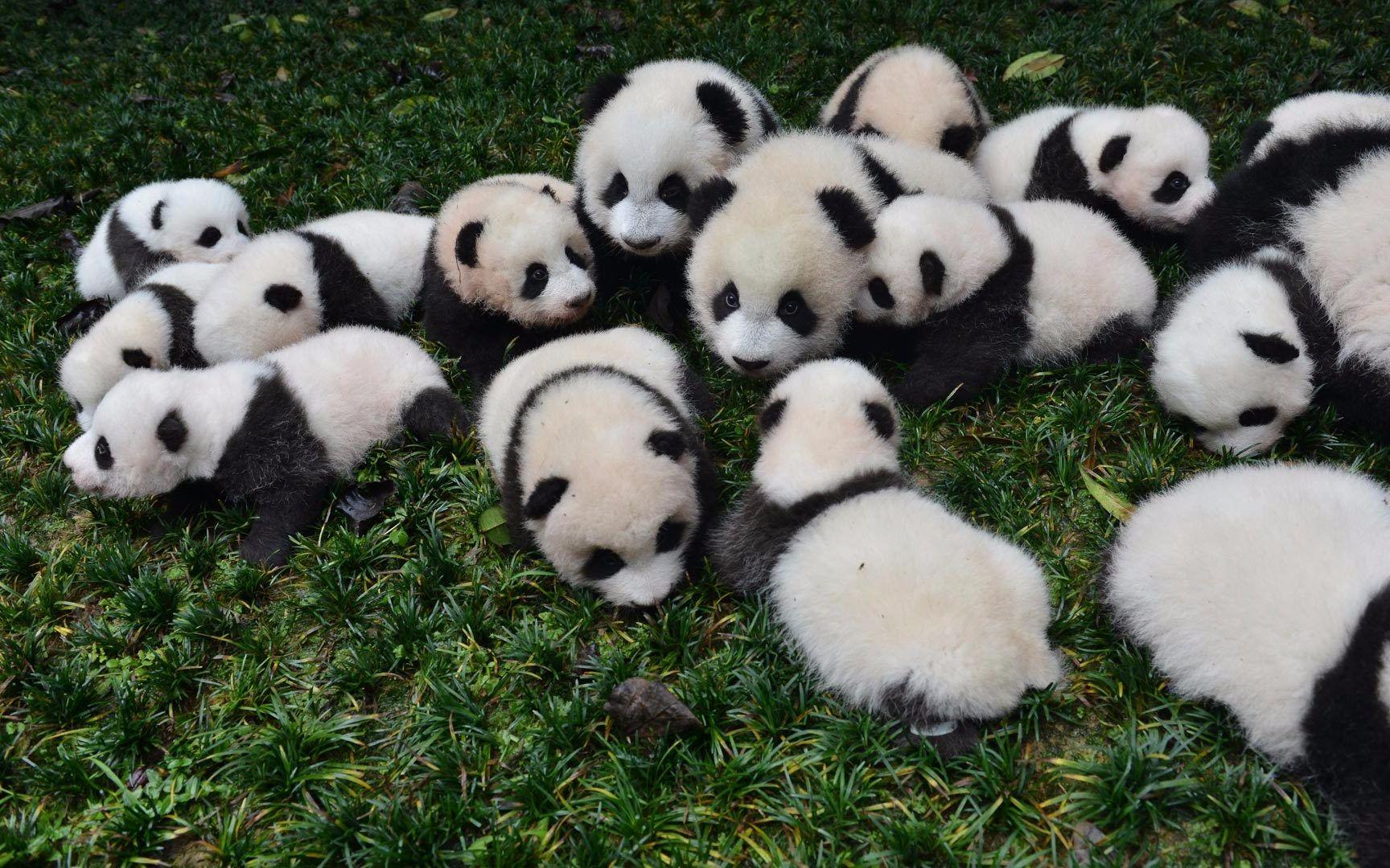 全国仅4个!洪雅瓦屋山入选大熊猫国家公园生态体验小区_四川在线