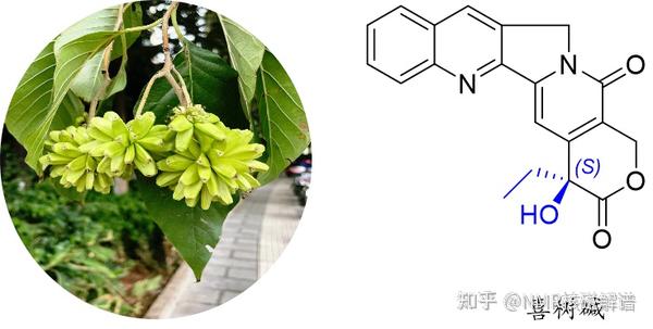 神奇的药物-奎宁(quinine)生物碱 - 知乎