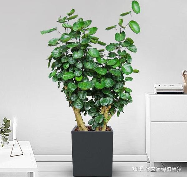 来氧绿植养护金钱兜