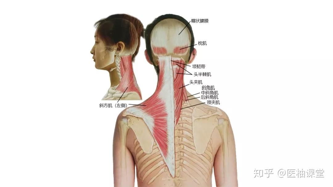 27张高清解剖图带你认识头、面、颈部骨骼及肌肉名称! - 知乎