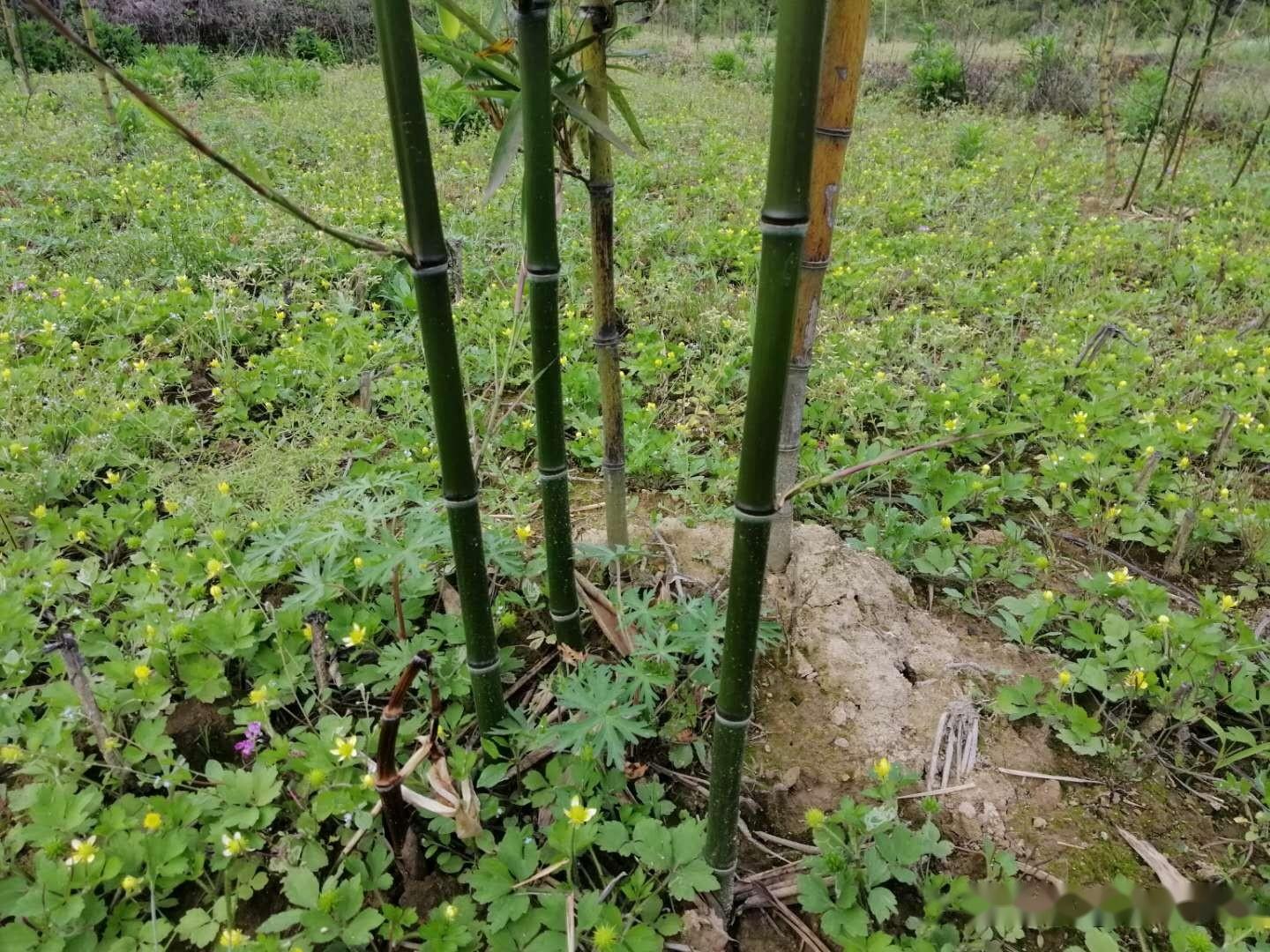 雷竹種植發筍快慢與哪些因素有關? - 知乎