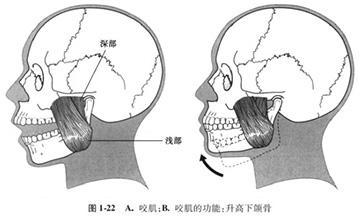 颞下颌关节功能解剖 - 知乎