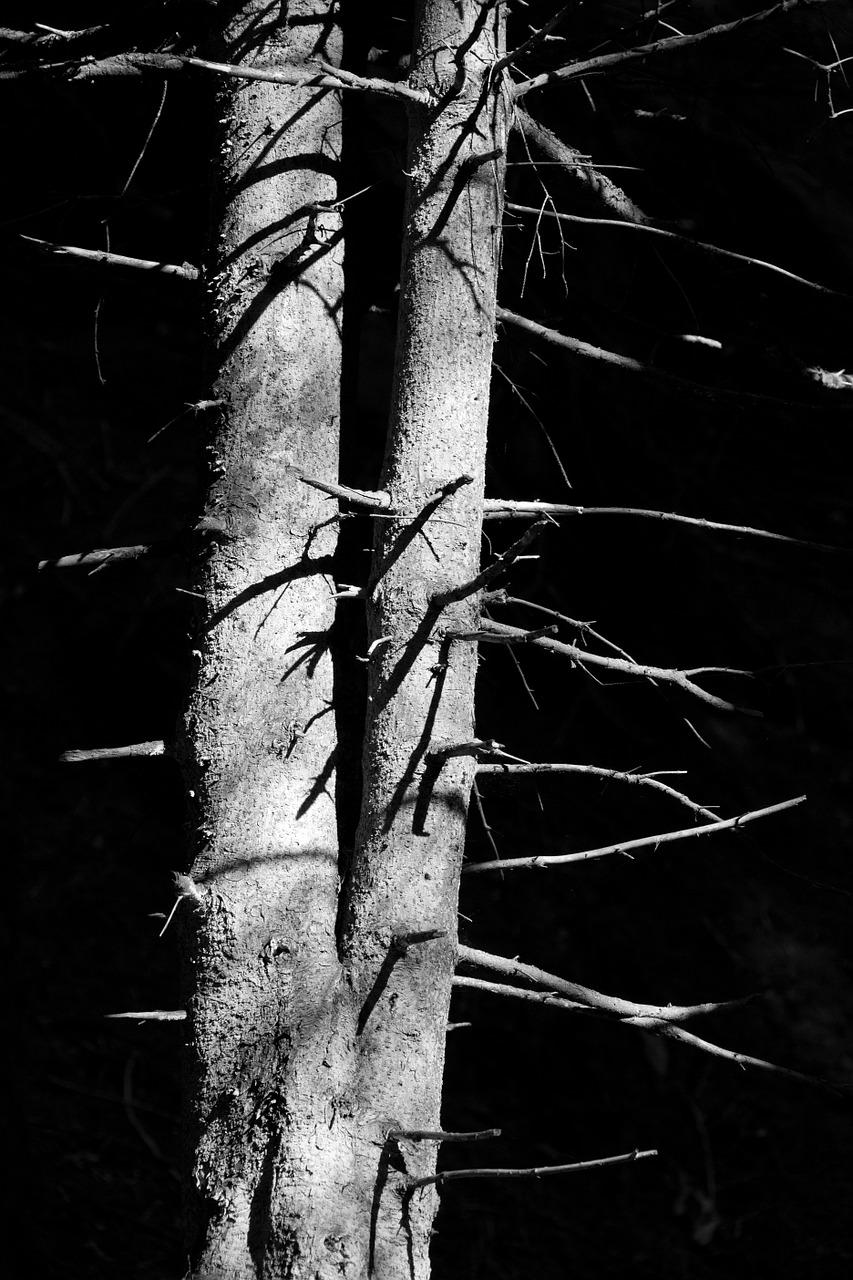 3. 浇水与湿度控制