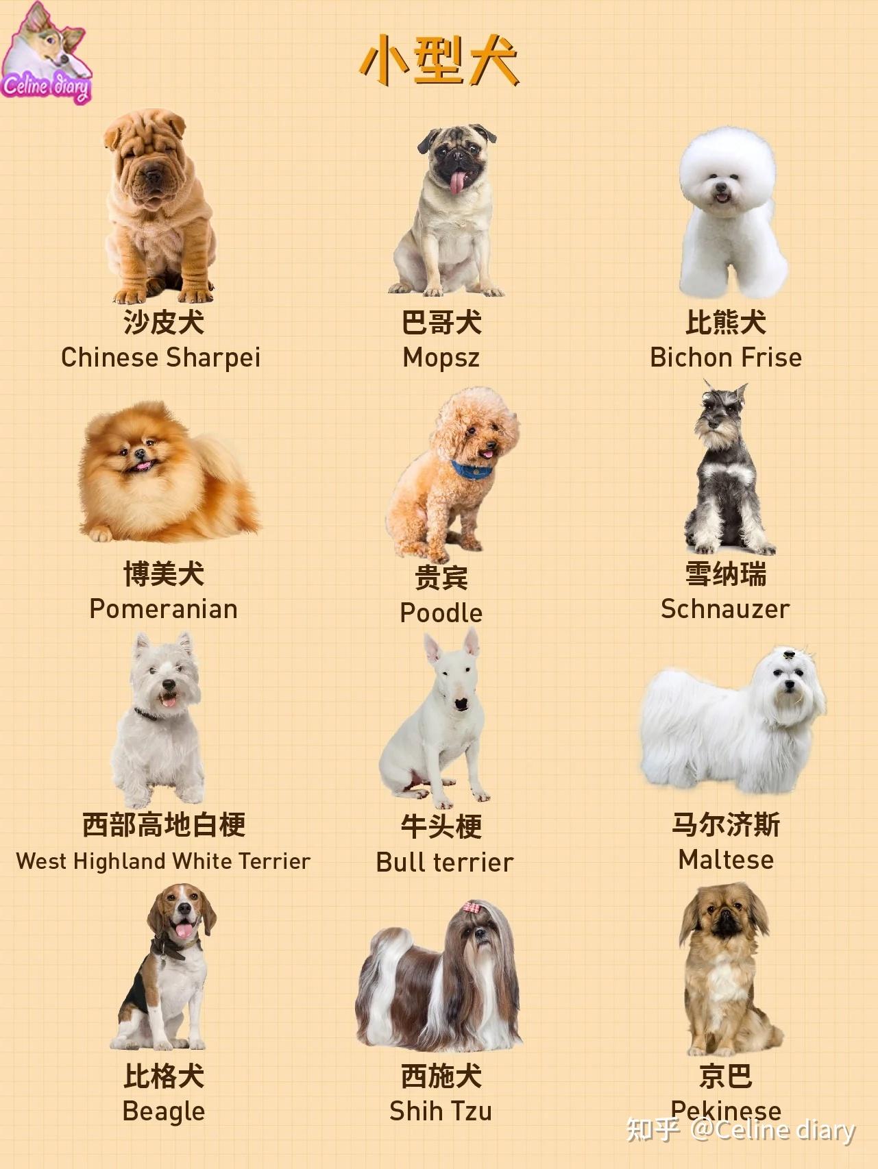 收藏 大中小型犬如何分类？看这一篇就够了 - 知乎