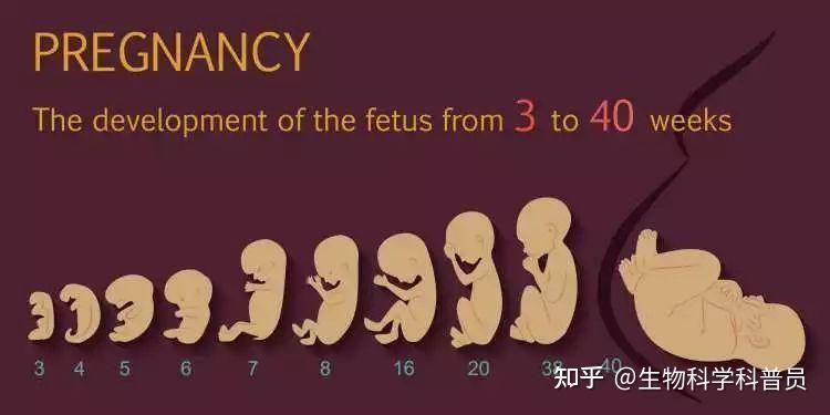 不多,就四点,孕25周的胎儿有什么变化,孕妈的注意要点是什么? - 知乎