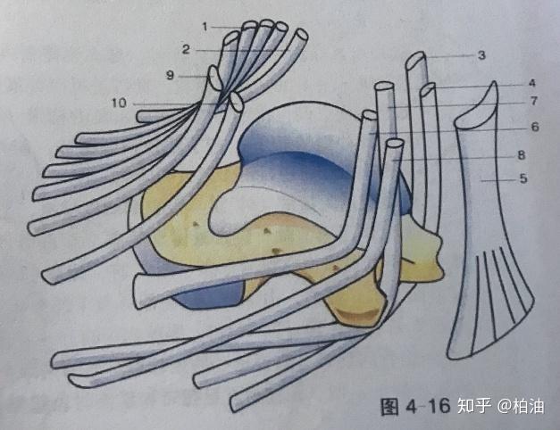 前足是蹠骨和趾骨,包含19塊骨骼;中足五塊骨骼構成,分別是足舟骨,骰骨