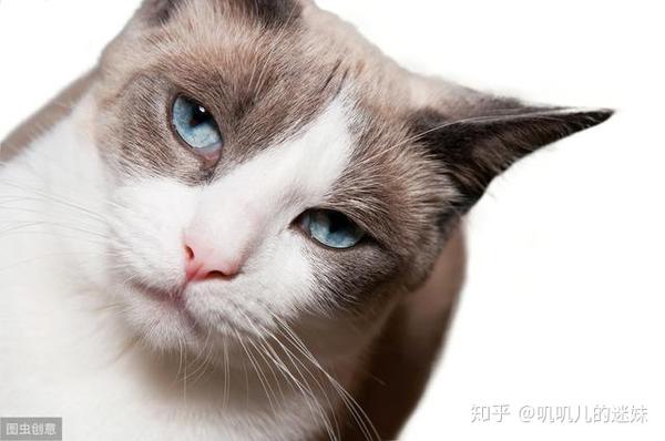 猫咪反省自己 认识错误的5大表现 知乎