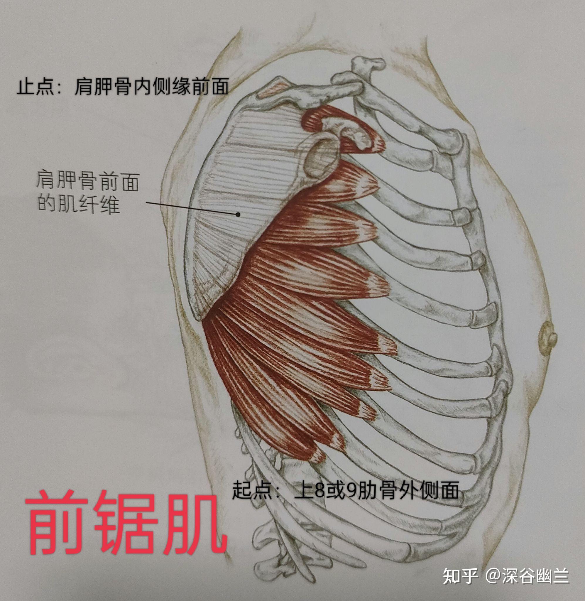 螺旋线的主要轨迹主要通过前锯肌的下半部