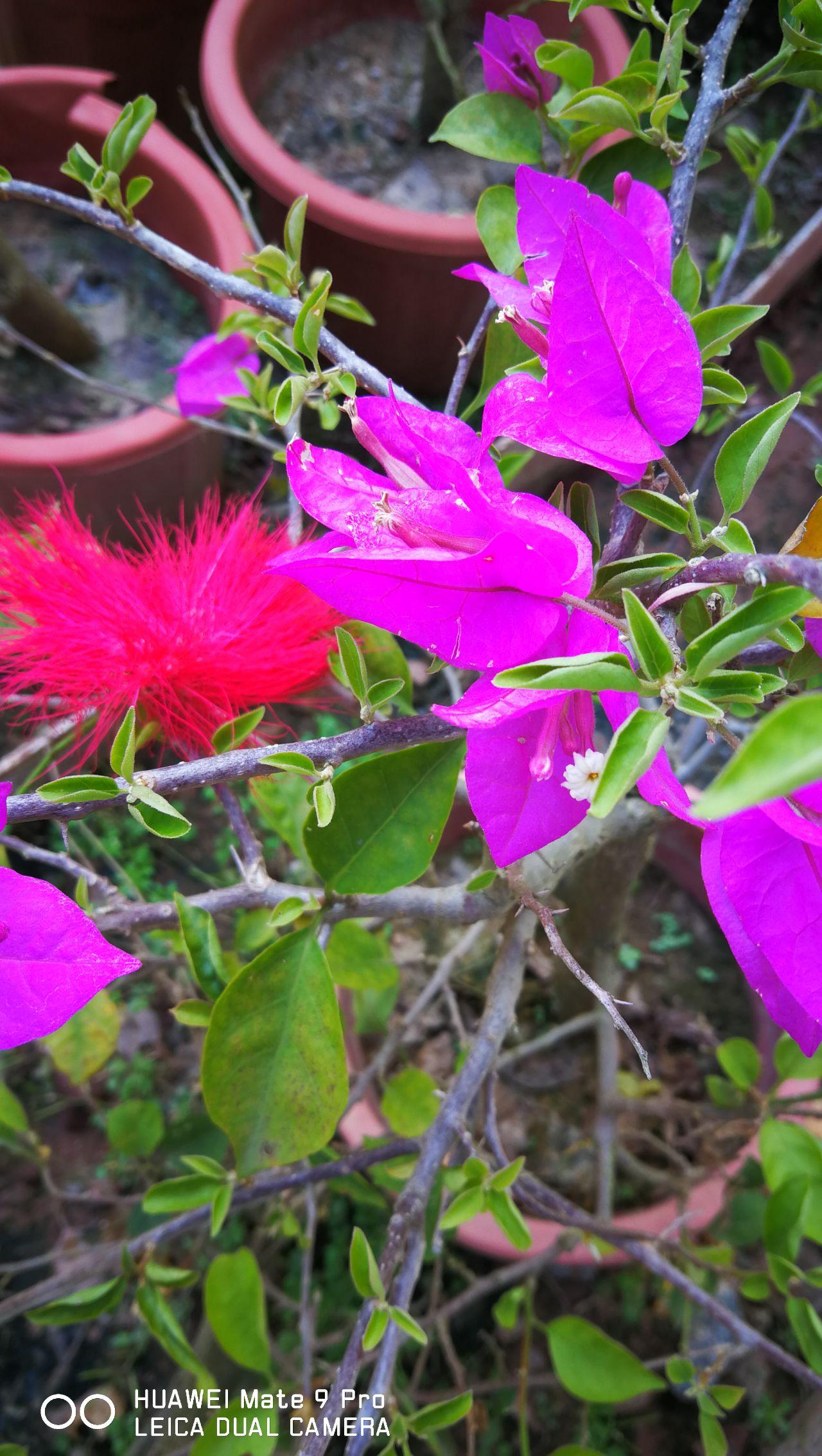 如何看待华为mate10pro在DXO上静态拍照评分