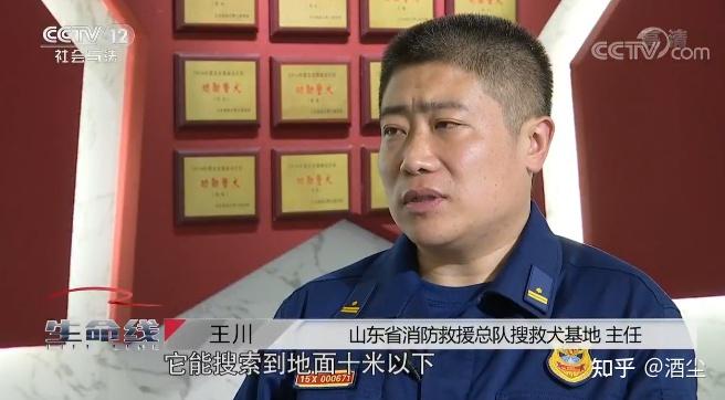 汶川地震最后一条搜救犬昨天离世1岁时勇救13人