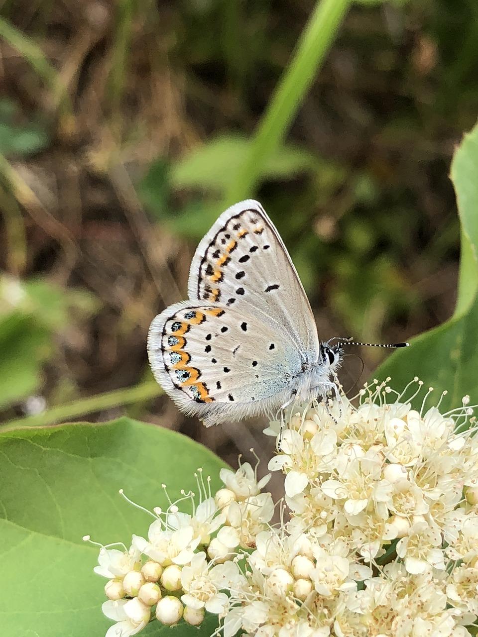 4. 蛾子防治秘籍