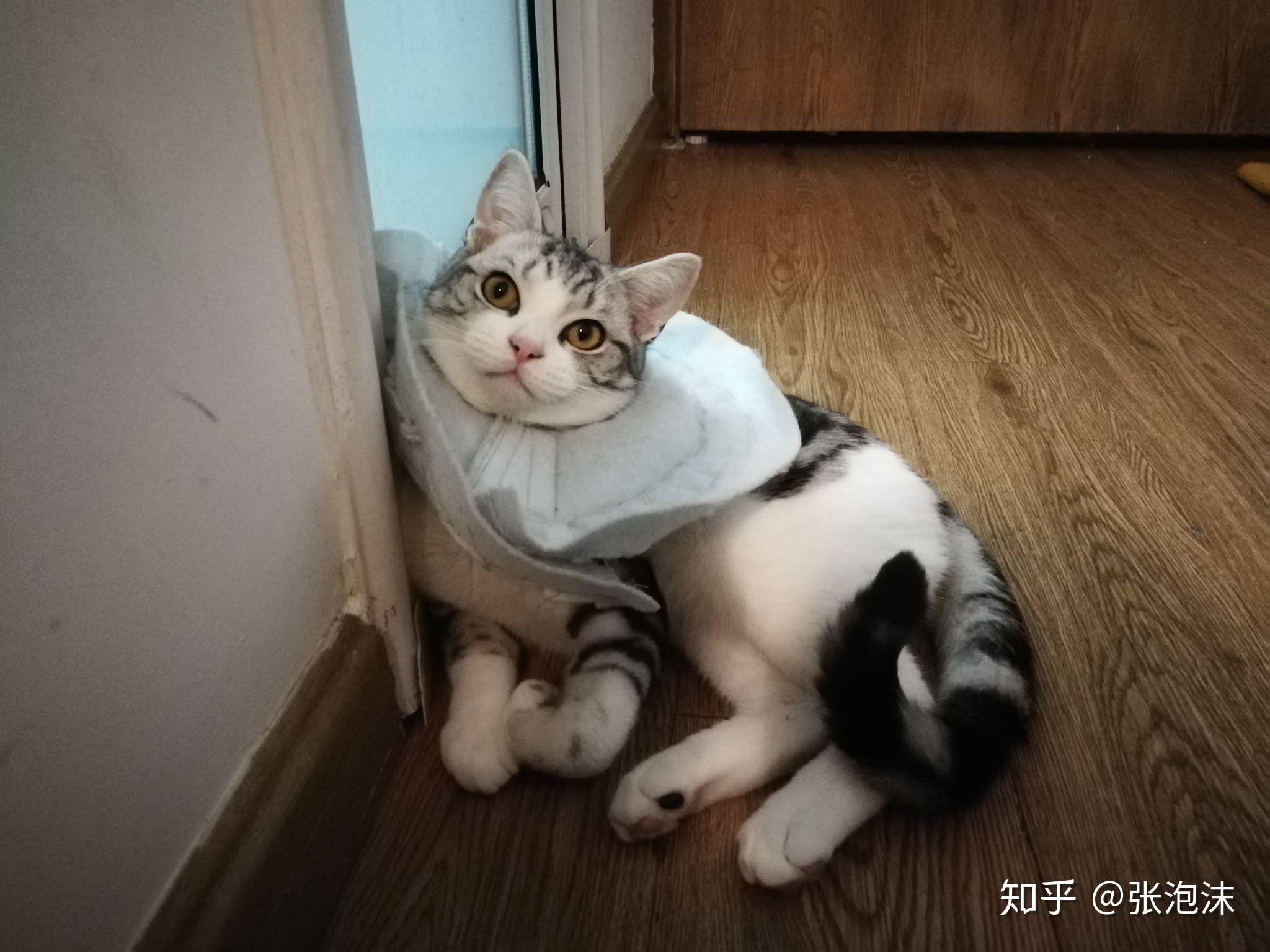 猫咪尴尬期有多尴尬