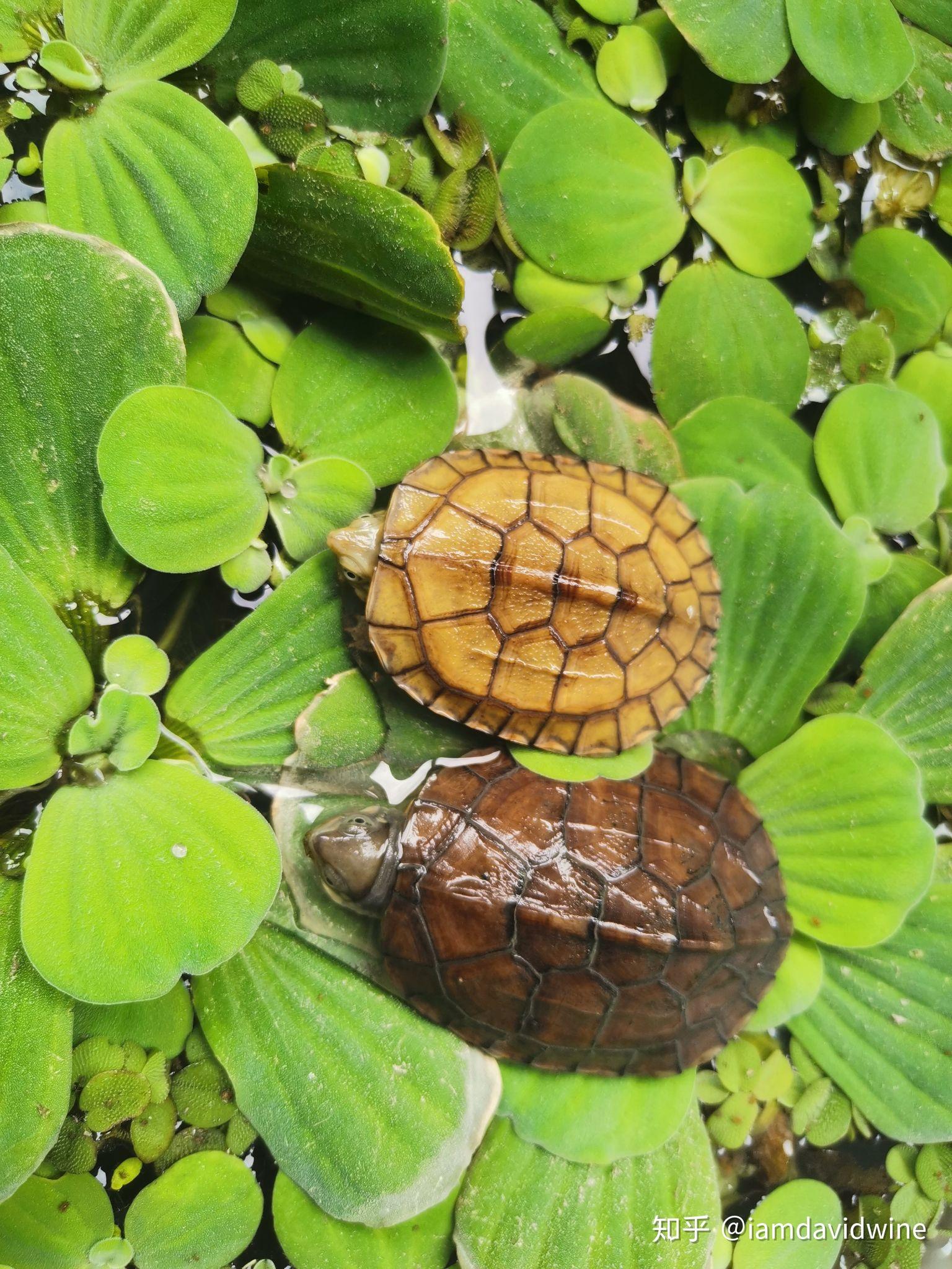 养龟科普1——中华草龟 - 哔哩哔哩
