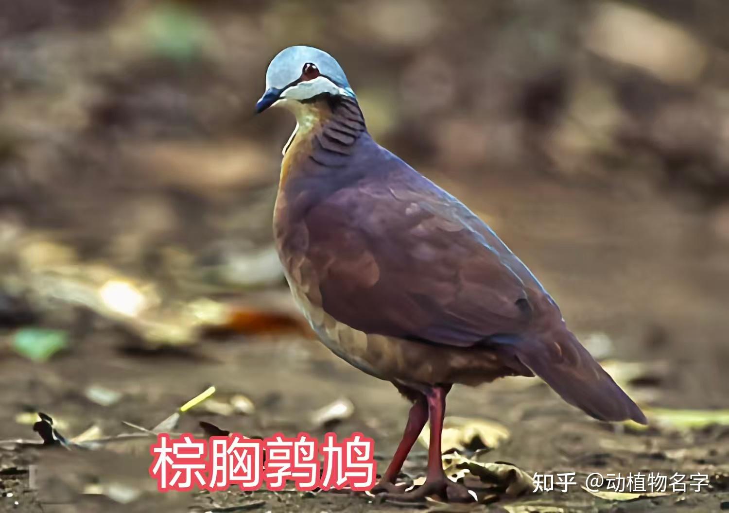 99图带你走进鸠鸽科鸟类的世界 - 知乎