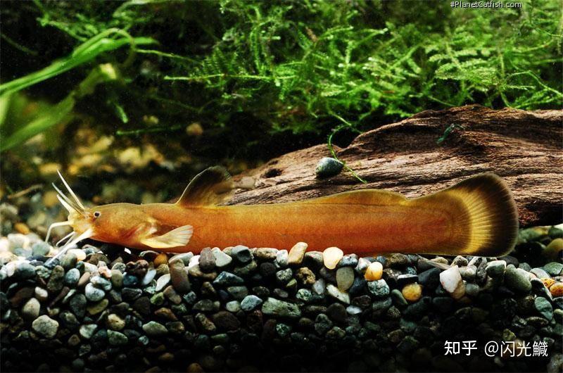 贵州有一种鱼有点像鲶鱼,脑袋上有四个包,有点像腹肌的感觉.