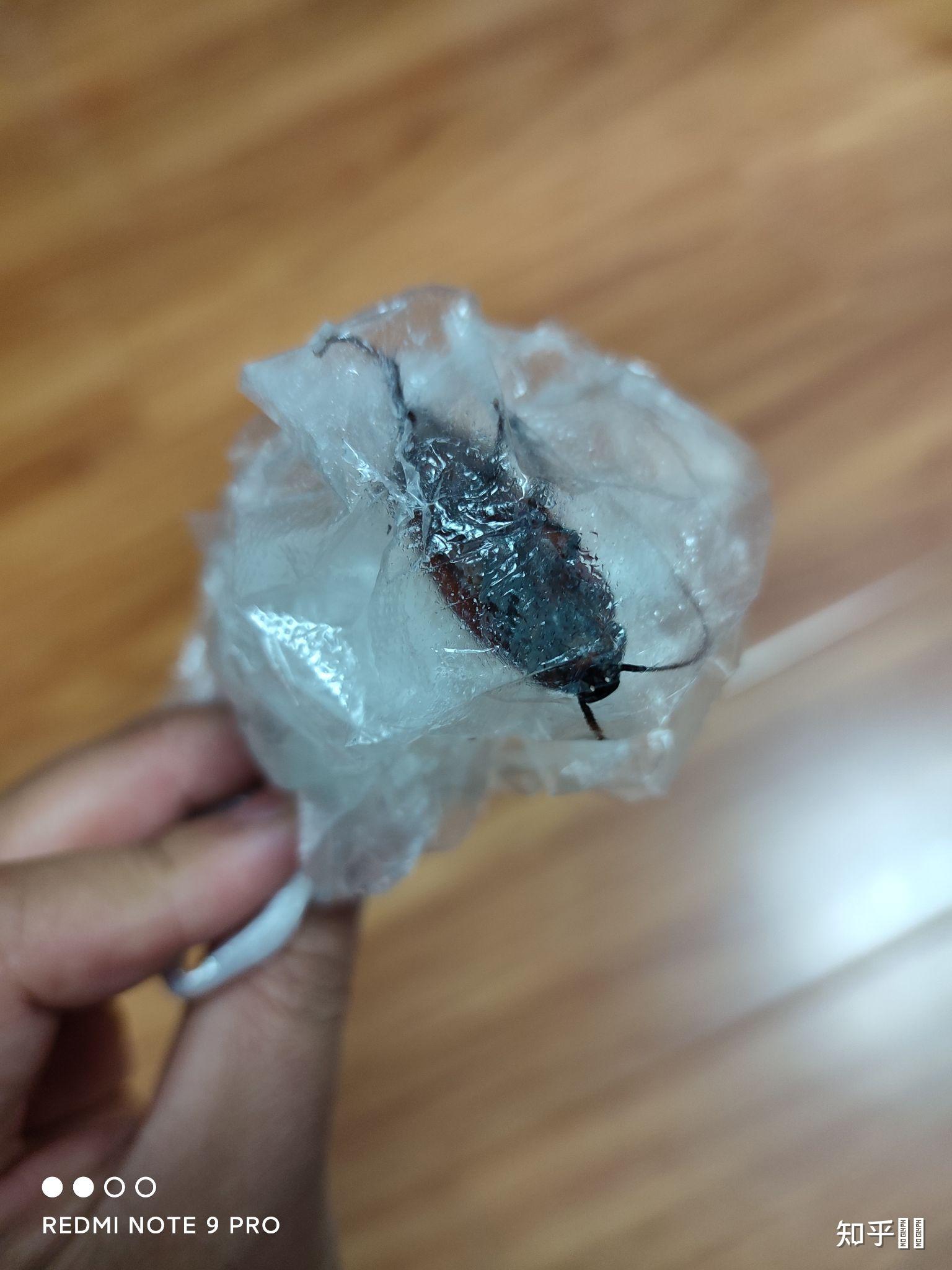 你真实见过最大的蟑螂有多大