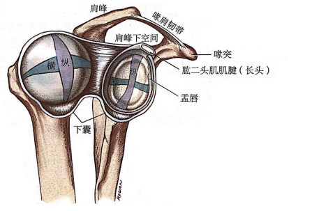 肩的结构图与名称图片图片